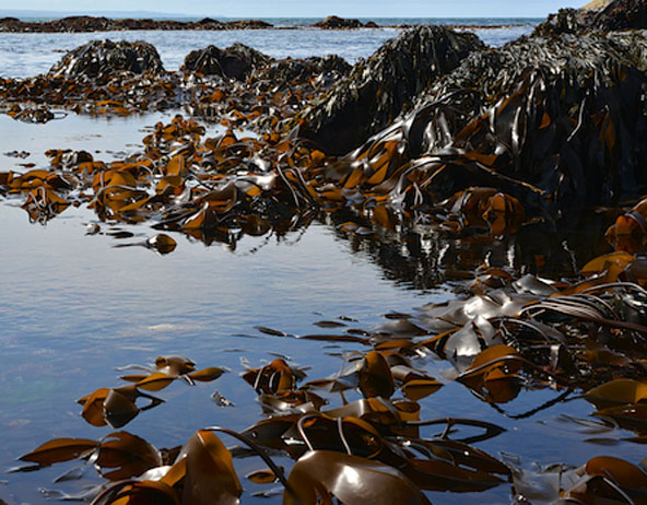 Laminaria digitata (Kombu) benefits